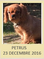 PETRUS