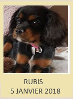 RUBIS