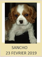 SANCHO