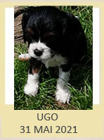 UGO