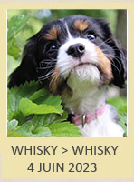 WHISKY