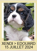 XENDI