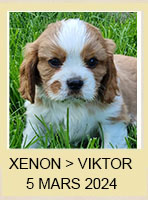 XENON