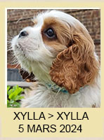 XYLLA