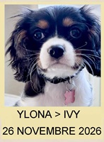 YLONA