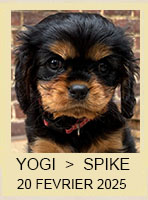 YOGI